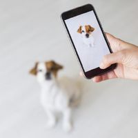PetMateFinder