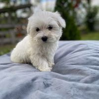 maltesepuppy