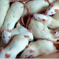 ratmousemice